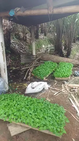 #fyp #fypシ゚viral #petani #petanimuda @Mbak Turah  mencoba dan terus belajar