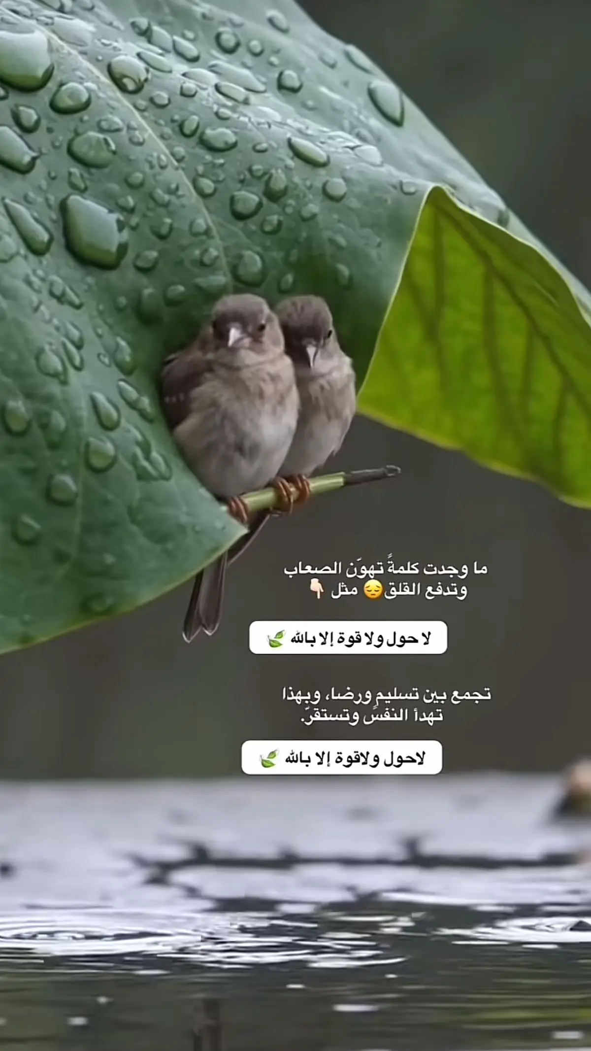 #ترند #اكسبلور_explore #اكسبلور_explore_مشاهير_التك_توك 