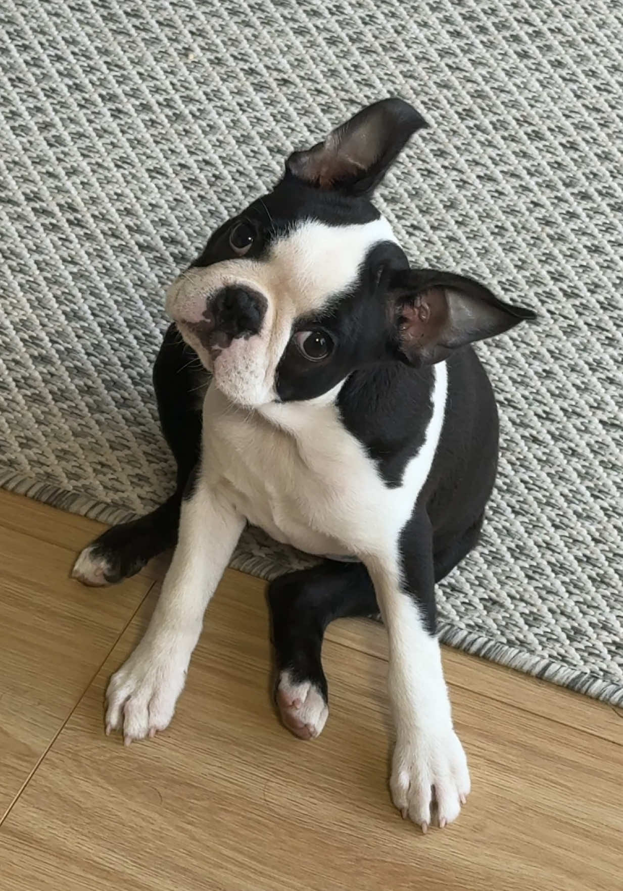 puppy says cancel balloons NOW #bostonterrier  #puppyoftiktok  #dogsoftiktok  #spongebob 