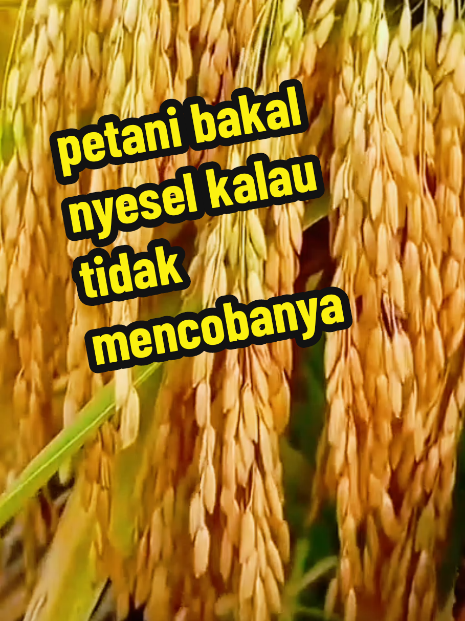 Benih padi unggul Bibit padi berkualitas Padi cepat panen Benih padi tahan hama Hasil panen melimpah #BenihPadi  #BibitPadiUnggul  #TaniSukses  #PanenMelimpah  #PetaniModern 