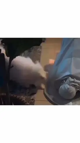 Beshak #viralvideo #islamic_video #creatorsearchinsights #foryoupage #growmyaccount 