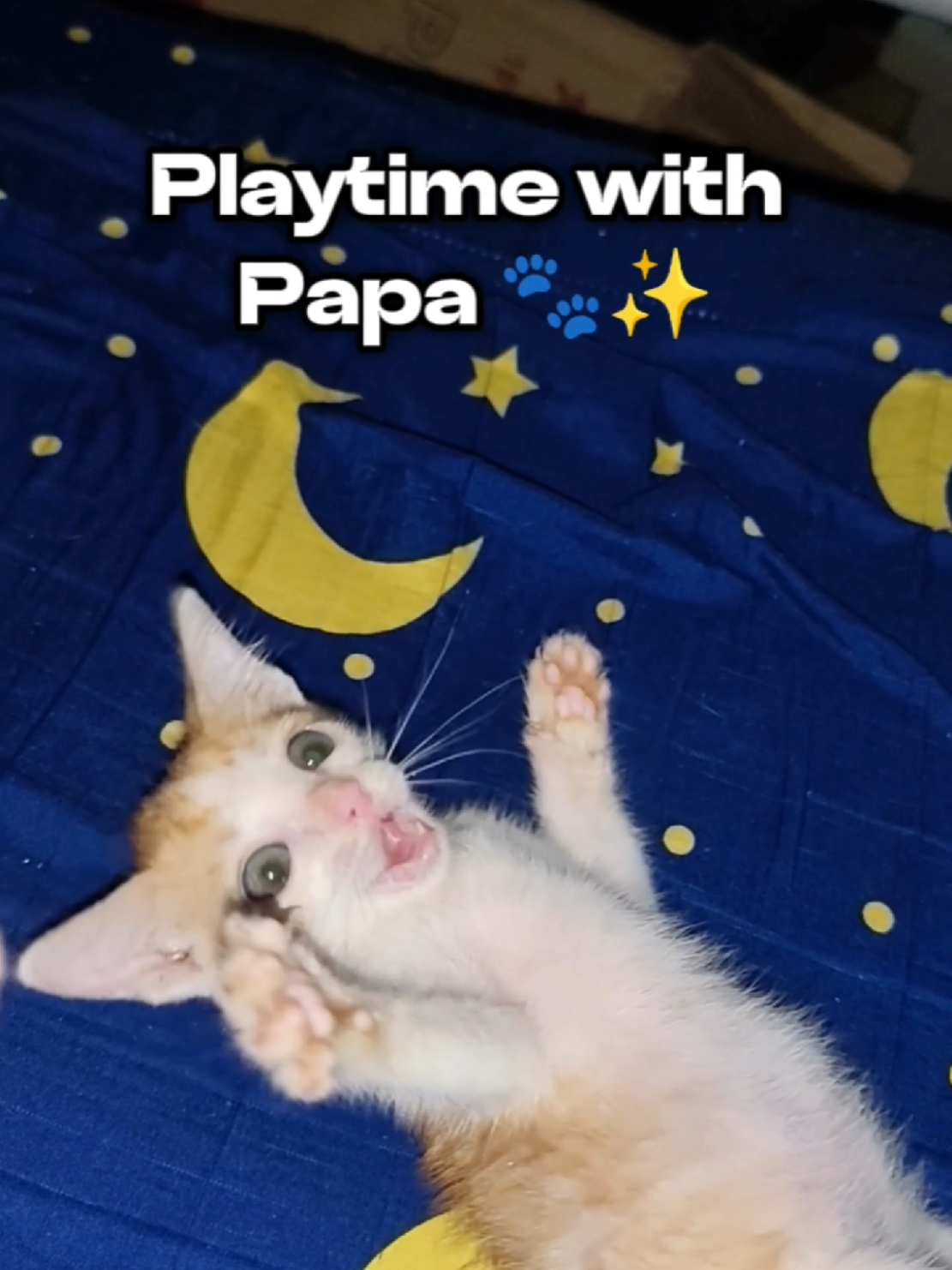 Adorable Kitten Mara Plays with Her Dad | Viral Cute Cat Video💕🐾 cute kitten Mara, kitten playing with owner, baby cat playtime, adorable kitten video, cute cat with dad, sweet kitten moments, rescue kitten love, kitten bonding time, playful kitten 2025, cat lover video