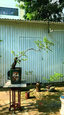 #muoihong #xuhuong lại có cây bàn trà cho ae chơi 