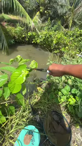 Trả lời @Anhthodien364 Anh em tự xem và cảm nhận về cây THIỀN SƯ #duyconfishing #reviewdocau #cauca #thiensu 