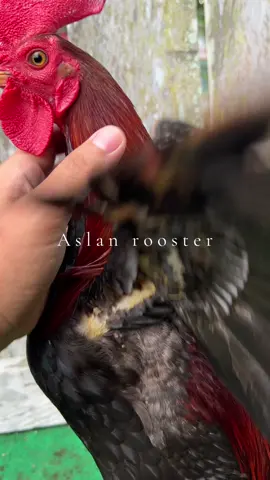 PURE JET HATCH  #rooster #gallosworld #gamefowl #gamefowlbreeders #kubar 