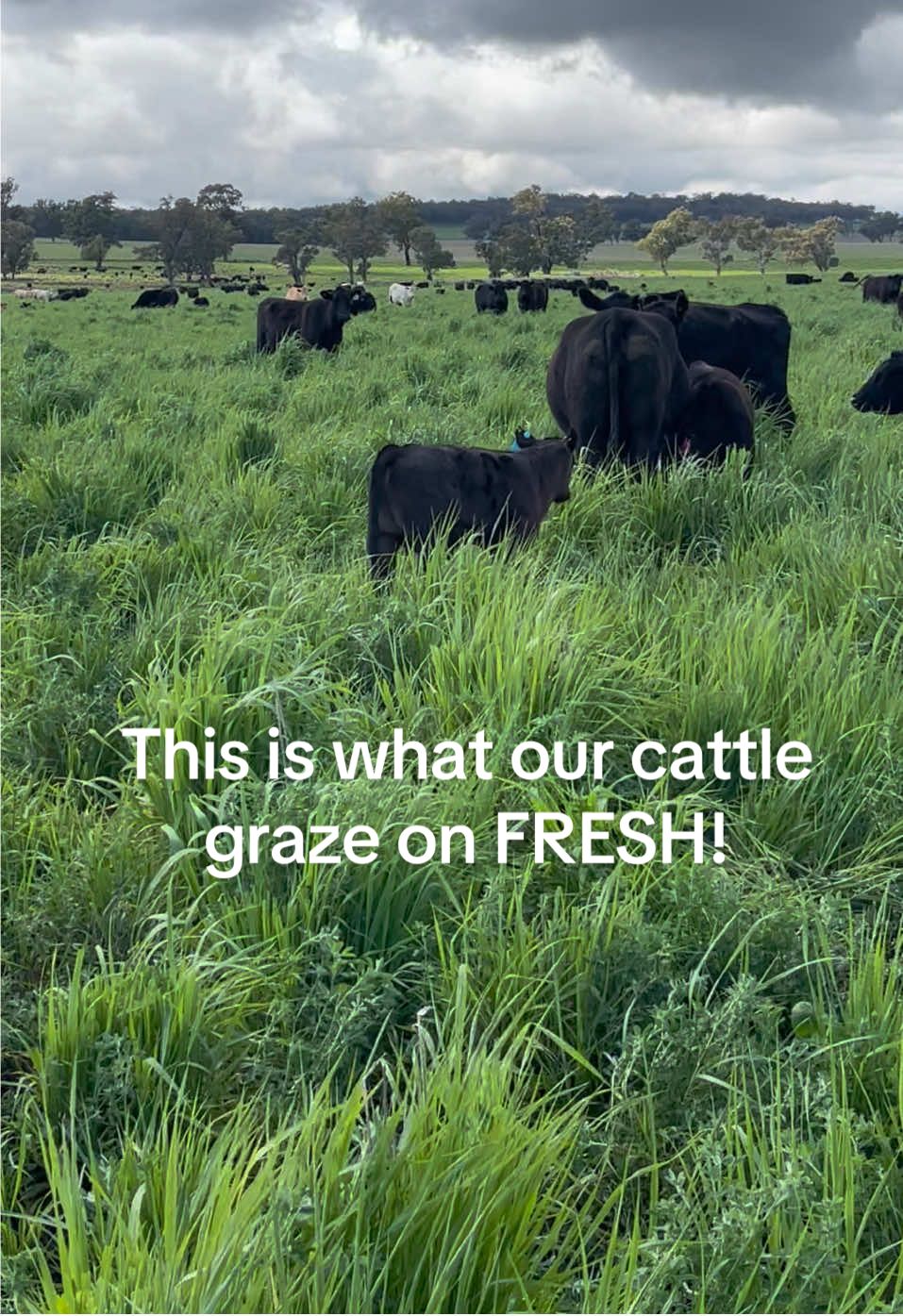 This is what our cattle graze on all year and in winter it is just a little shorter. Right now it’s starting to take off and grow. No shortage of beautiful pasture here! Very lucky cattle 🥰 #fyp #foryoupage #agriculture #farmlife #country 