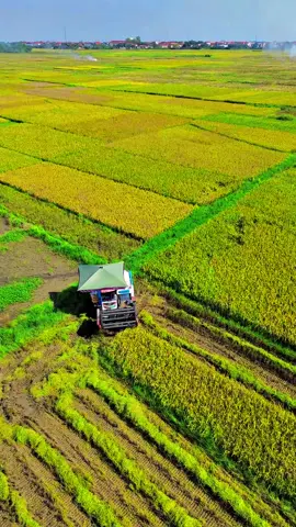 Dji mini 3 vẫn nét căng #djimini3 