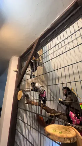 #kapucynkaczubata #monkey #capuchinmonkey #mylife #goodtime 