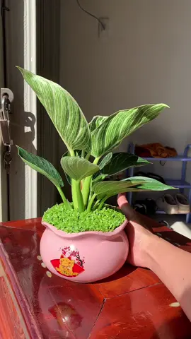 Cây đế vương kim cương #devuongkimcuong #caycanh #caycanhphongthuy #duongdecor#caydeban 