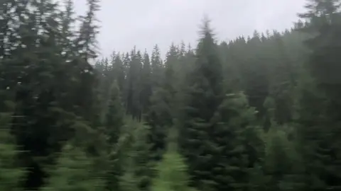 #on #night #forest #three 