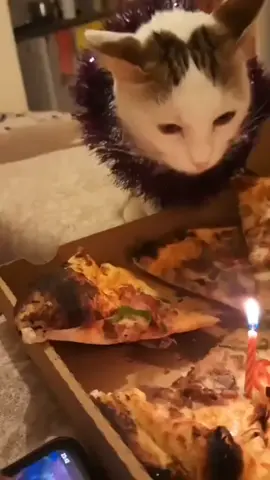 iyiki doğdun pastan hazır #kedi #kediseverler #doğumgünü #hayvansevgisi #pizza 