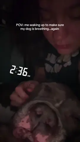 The side of anxiety nobody talks about …when your dog has CHF &+ arrhythmia 😩😭 My OCD has me checking like I have a newborn baby😭 to be fair, he’s had a few episodes the last couple of days that scared me & im afraid he’s going to have another & I won’t be awake 🫣 #heartfailureindogs #chf #seniordog #anxiety 