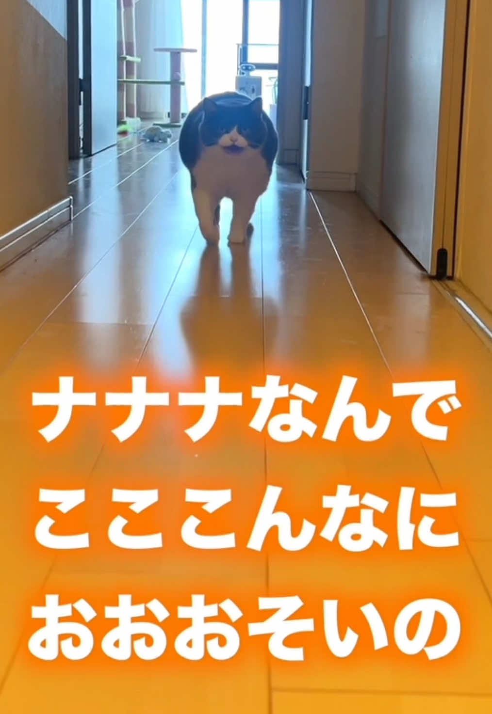 怒る猫への宥め方 #猫のいる暮らし #猫のいる生活 #猫のいる幸せ