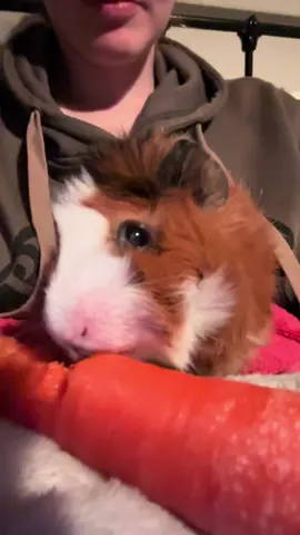 Poor pixie! 🥹😅 #guineapigsoftiktok #guineapigs #piggies #babyguineapig #smallpets 
