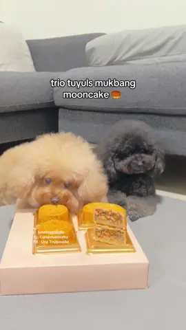 keliatan ya mana yg rakus 🤣 btw ini mooncake khusus buat anj ya . isi daging dan sayur