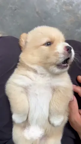 The world is in ruins, dogs mend and mend 💕💕💕#dog #puppy #cutedog #pet #funny 