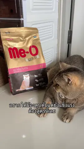 เคล็ดลับฟามหนุบหนับ #มู้ดดี้แมวแสบ #ของใช้แมว #อาหารแมว #มีโอโกลด์ #7petshop 