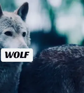 #WOLF #LOBO #ВОЛК #LUPO #UJK 