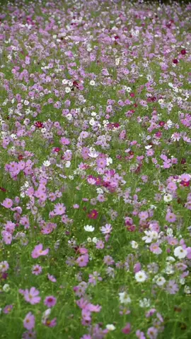sea of cosmos #cosmosflower 