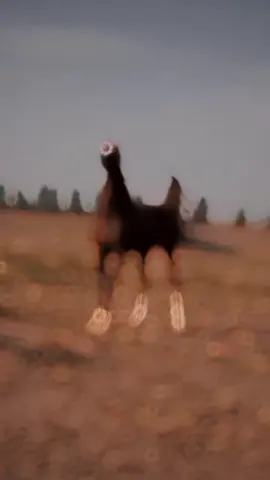 #خيل_وخياله🐎 #صهيل_الخيل #خيل_عربي_أصيل #مجرد________ذووووووق🎶🎵💞 #اكسبلورexplore 