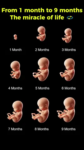 week by week baby growth #foryou #trending #babyboy #movement #baby 