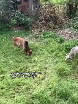 Me&My Fri#fyppppppppppppppppppppppp #မင်းတို့idolဖစ်ချင်လို့🤭💖 #မြင်ပါများပီးချစ်ကျွမ်းဝင်အောင်လို့🤒🖤 #မူရင်းကိုcrdပေးပါတယ် 