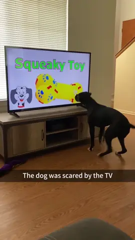 When you have a dog that loves watching TV #funnydog #dog #pet #dogsoftiktok 