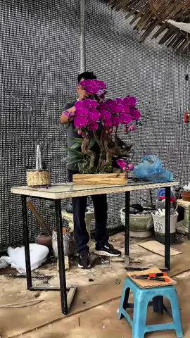 🎥✨ Hành trình tạo nên một tác phẩm Lan Hồ Điệp ✨🎥  (p2) Từng cành hoa được tuyển chọn kỹ lưỡng 🌸 Từng thế dáng được sắp xếp tinh tế 🎨 Từng chi tiết nhỏ đều chứa đựng sự tỉ mỉ và tâm huyết ❤️ 👉 Và kết quả chính là một tác phẩm Lan Hồ Điệp rực rỡ – sang trọng – đẳng cấp, không chỉ là hoa mà còn là lời chúc may mắn, thịnh vượng gửi đến gia chủ. 🌼 Thích hợp trưng bày trong nhà, văn phòng, khai trương, sự kiện hoặc làm quà biếu tặng. 🔥 Sản phẩm có số lượng giới hạn –  Đặt ngay để sở hữu một tuyệt phẩm độc bản dành riêng cho bạn! 📩 Inbox ngay để được tư vấn và đặt hàng! 👉 Giá ưu đãi chỉ từ 1100k chậu 5 cây ✨ 👉 Giao hàng tận nơi, nhanh chóng 🚚 Gọi ngay 0898.13.78.39 hoặc inbox để được tư vấn! #ChậuLanHồĐiệp #LanHồĐiệpCaoCấp #LanHồĐiệpHàNội #LanHồĐiệpGiáRẻ #QuàTặngÝNghĩa 