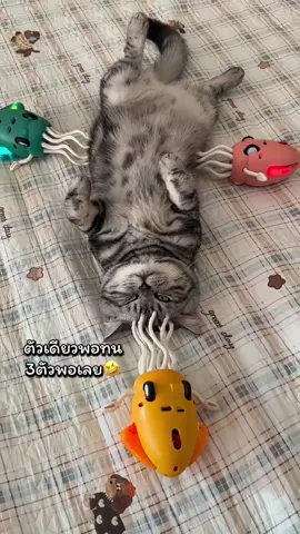 ฟินแน่นอน #ทาสแมว #ของเล่นแมว #ปลาหมึกเดินได้ #ของเล่น #แมว 
