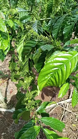 Arsyad mendominasi  #petanikopi #petanimuda  #pagaralam 
