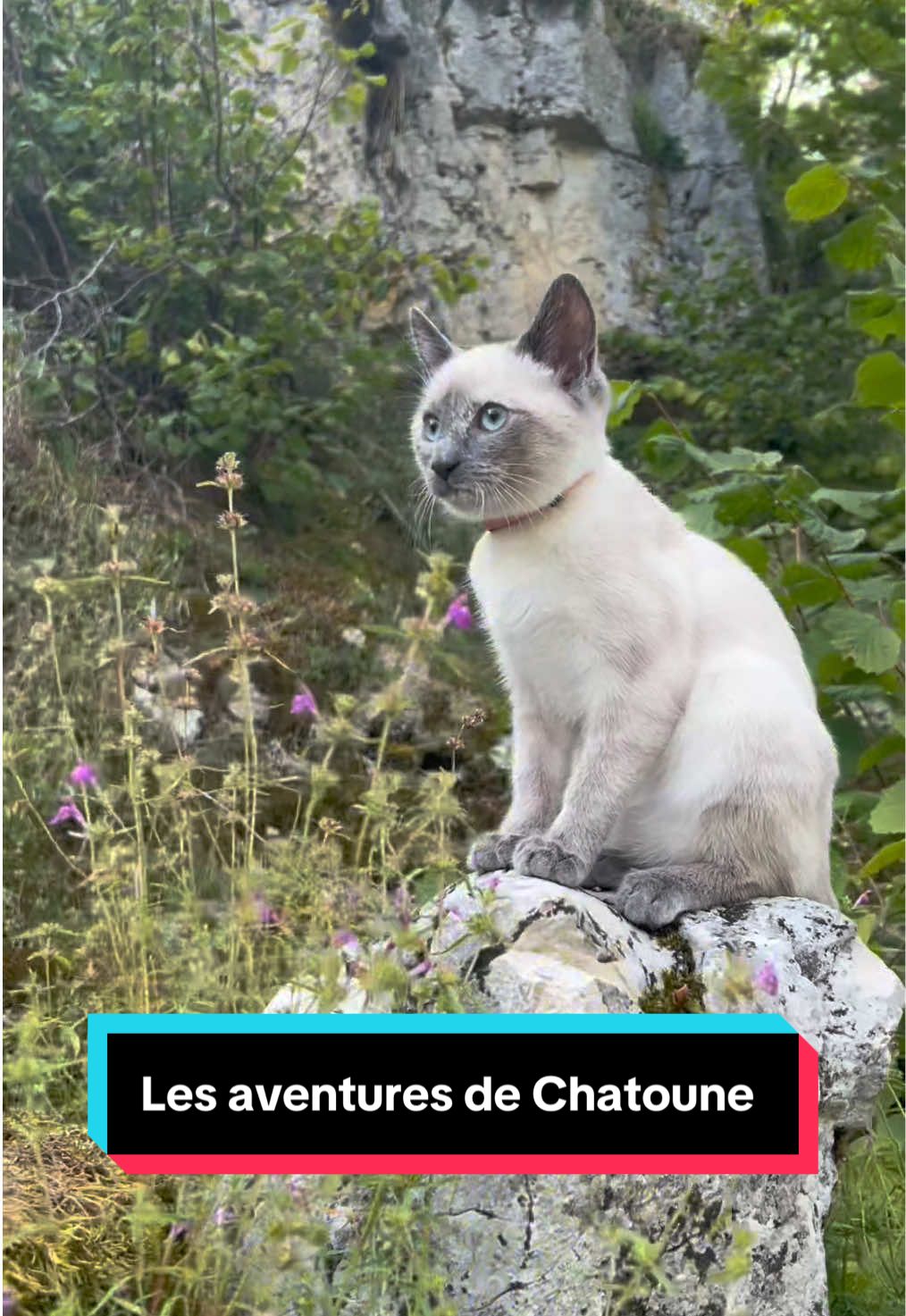 #chatenlaisse #chaton #siamois #siamese #chat 