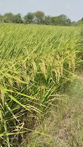 .💕ماشاءالله پچهاٽي لڳل ساري #foryou #foziasoomro #viralvideo #foryoupage #fypage 