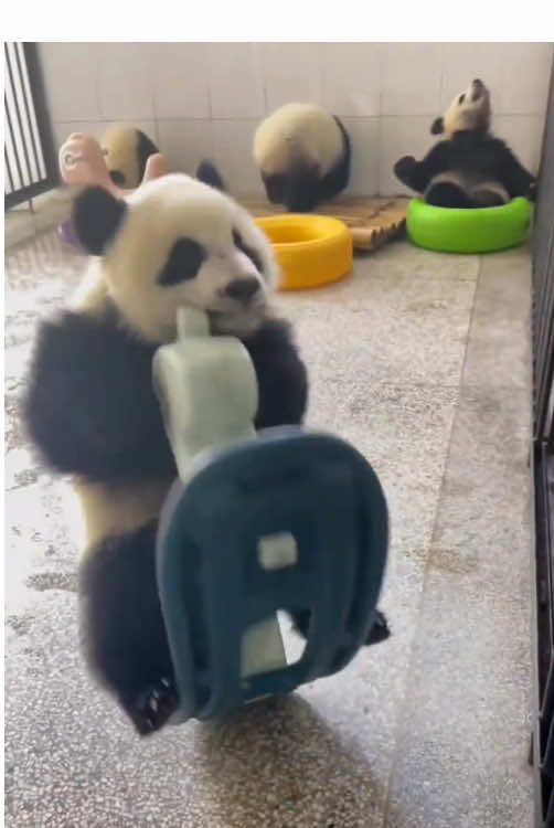 Panda core. #panda #cute #funny 