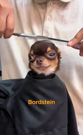 Du bist mein Ein und Alles.#Chihuahua #lustigetiere #wildetiere #ironie