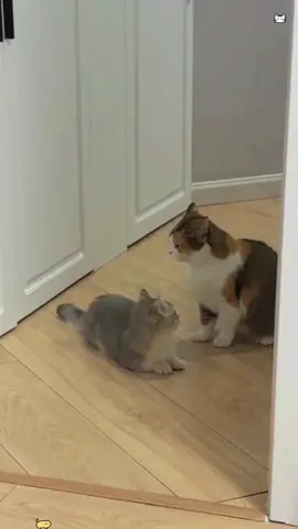 Mischievous little kitten #cat #cute #funny #fyp #pet 