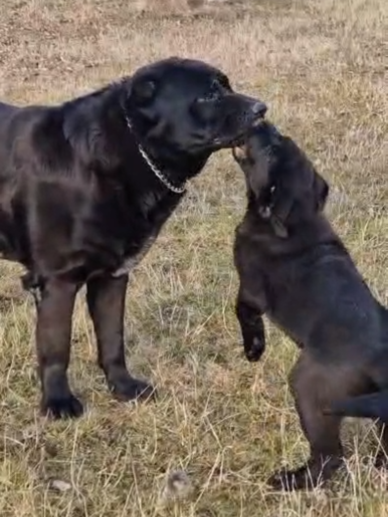 father and his son #alabai #centralasianshepherd #puppies #puppiesoftiktok #bigdogsoftiktok 