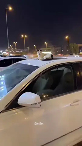 😗😗😗#xuhuongtiktok #cuuden #giaitri #xuhuong 