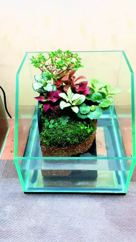 Chiếc layout rời nhỏ xinh bạn khách đặt cho chiếc hồ của mình. Tác phẩm của Ròm Garden #ròmgarrden #báncạn #paludarium #hồcánhỏ #báncạnthácnước 
