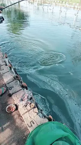 Yok akan segara di buka kolam rilis bawal ya bosku #pandaanpasuruan #kolampancing 