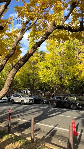 Ở Nhật mùa thu vẫn là một cái gì đó mong chờ đến mùa này lâu lắm rồi 🍁 #tokyo #fyp #xuhuongtiktok 