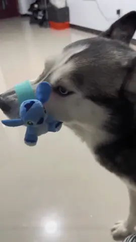 Funny Huskies. #funnydogs #cute #funnyhuskies #funnyvideos #fypシ゚viral 