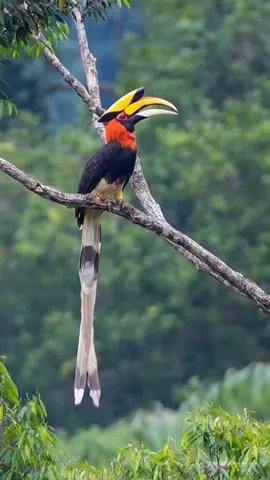 Chim hoàng hạc! #bird #birds #xuhuong #animals 