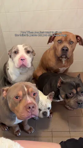 No private space for you.🤣🤣🐶 #funny #funnyvideos #dog #usa #dogsoftiktok 
