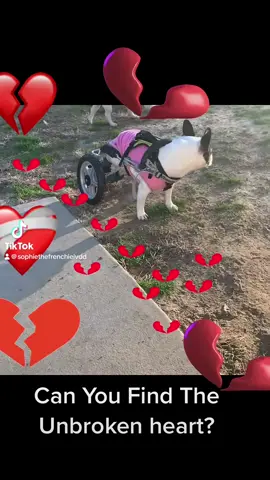can you find the unbroken heart? #sophiethefrenchie #ivdd #ivddsurvivor #disableddog #dogsonwheels  