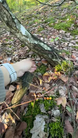 #осінь🍁🍁🍁 #гриби🍄‍🟫 #ліс🌲 