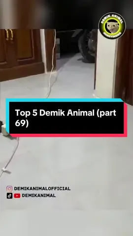 Top 5 Demik Animal (part 69) @Demik Animal Official  #hewanlucu  #dubbing  #ngakak  #fyp 