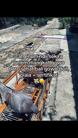 #hobimerpati🕊️🕊️ #teamatlassemarang #merpatikolongbebas #mhvudbf #merpatikolongindonesia 