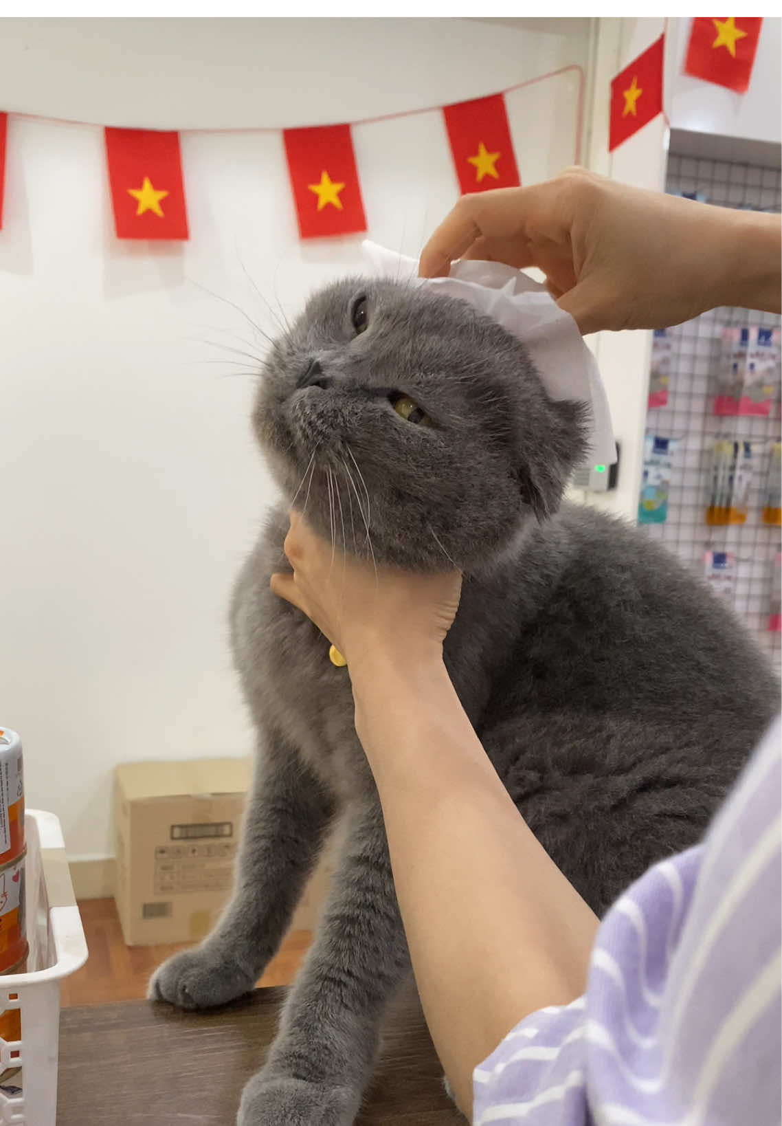 Khăn ướt đa năng kháng khuẩn dùng vệ sinh cho chó mèo #meocon #cun #pets #xuhuong #viral 