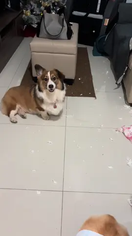 My Naughy but cute pets 🐶🐶🐶 . . . #naughtydog #corgi #corgisoftiktok #creatorsearchinsights #fyppppppppppppppppppppppp 