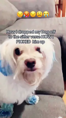 Like think I should sue her ! #reels #storytime #dogsoftiktok 